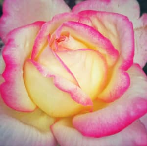 close up of yellow, pink and white rose