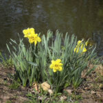 Daffodils by the creek bank